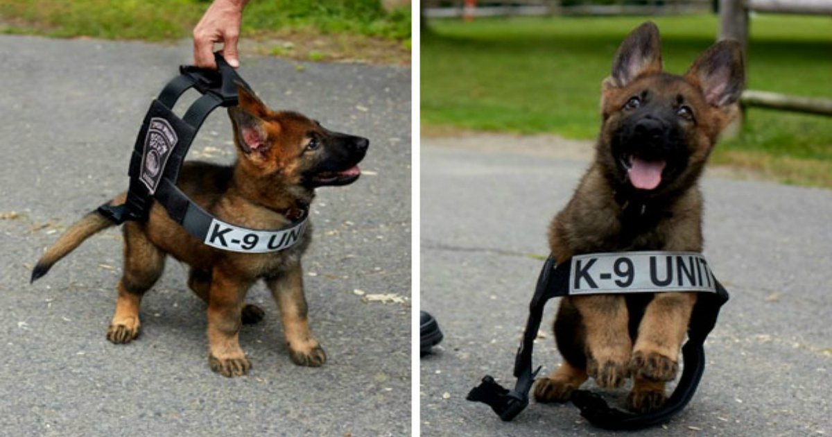 puppies work.jpg?resize=412,275 - 30+ Puppies On Their First Days Of Work That Will Make Your Day