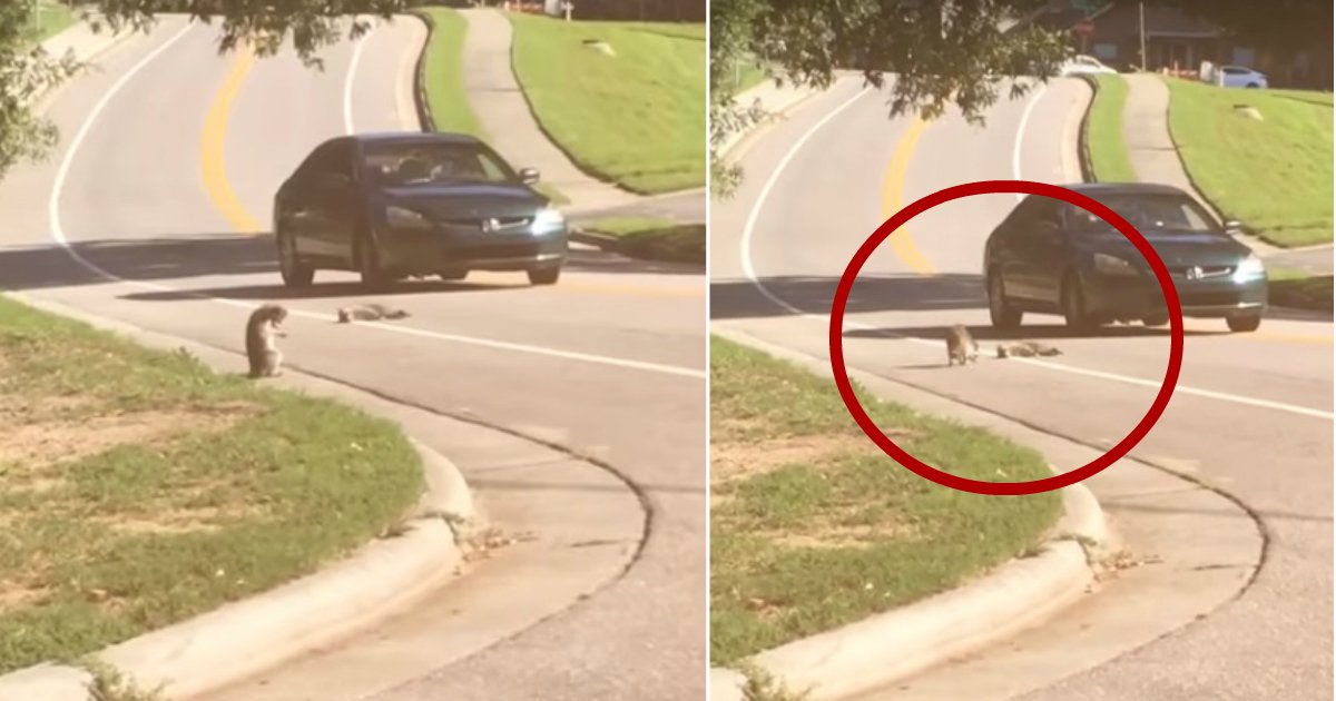 raccoon mourning.jpg?resize=1200,630 - Une vidéo déchirante montre un raton laveur en deuil de son ami tué sur la route