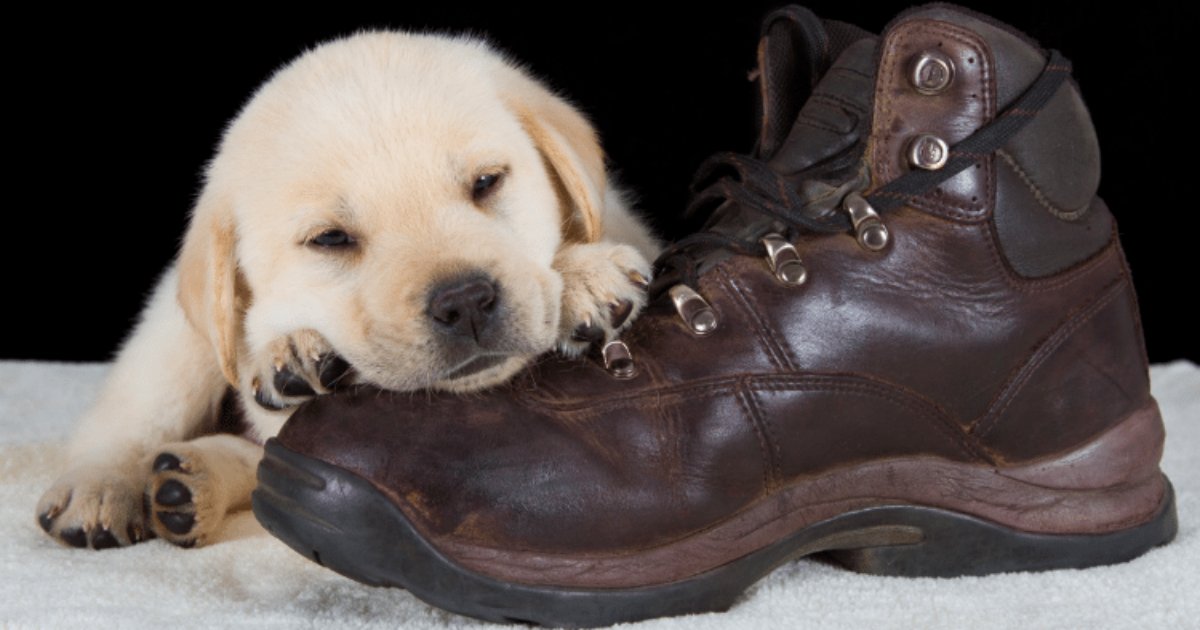 screen shot 2018 06 05 at 10.jpg?resize=412,232 - 35 Puppies Who Think Shoes Make The Perfect Pillows