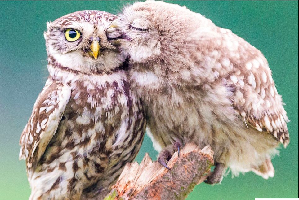 La Photo Trop Mignonne D Un Bebe Hibou Embrassant Sa Mere Vonjour