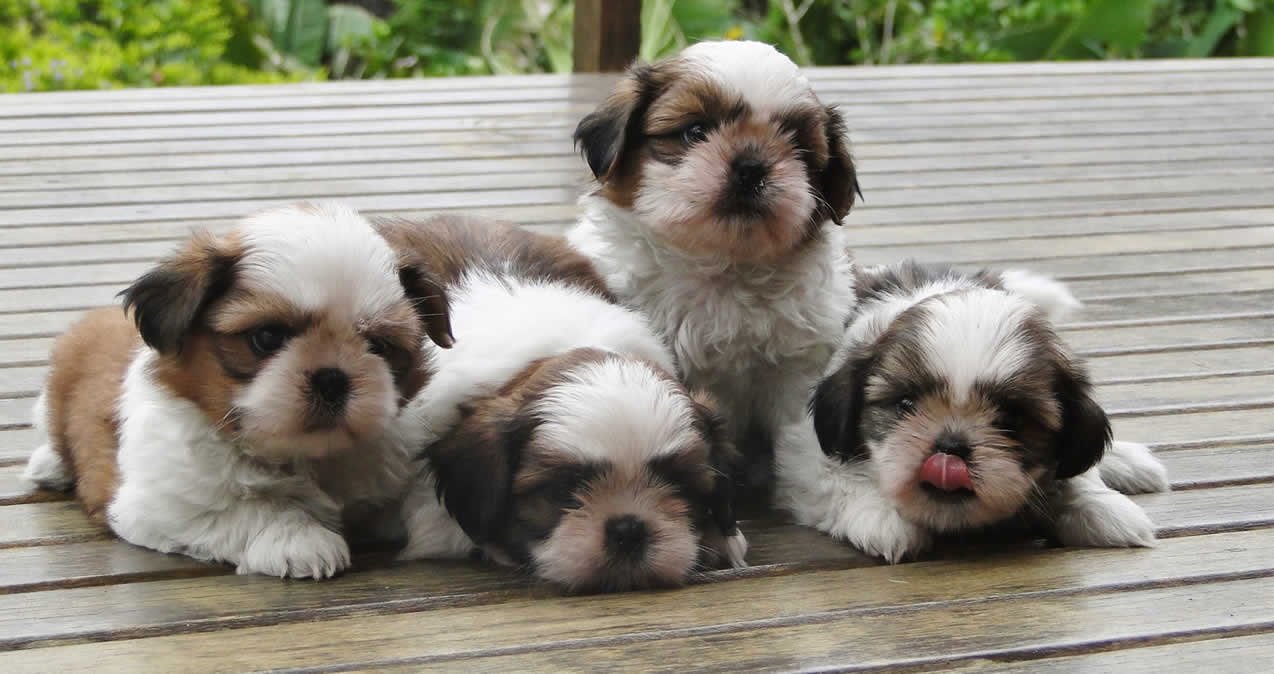 shih tzu.jpg?resize=412,275 - Pesquisa revela que cães da raça Shih Tzu entendem tudo o que é dito pelos humanos