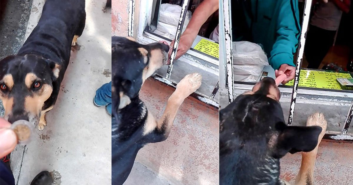 smart stray dog asks for money from passerby to buy himself a sausage.jpg?resize=412,232 - Smart Stray Dog Asked For Coins From Passerby So He Could Buy Himself A Sausage