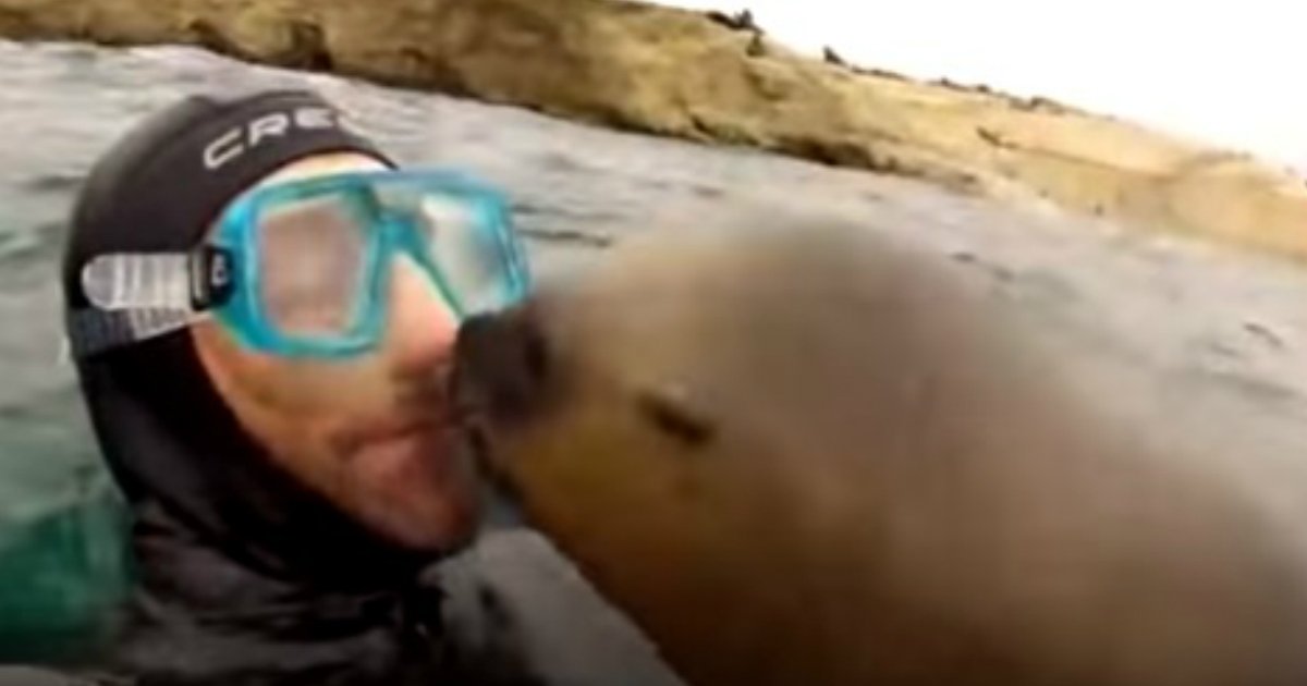 smooch.jpg?resize=1200,630 - Un phoque joueur donne un énorme baiser sur les lèvres d'un plongeur, la plus adorable des interactions jamais vue!