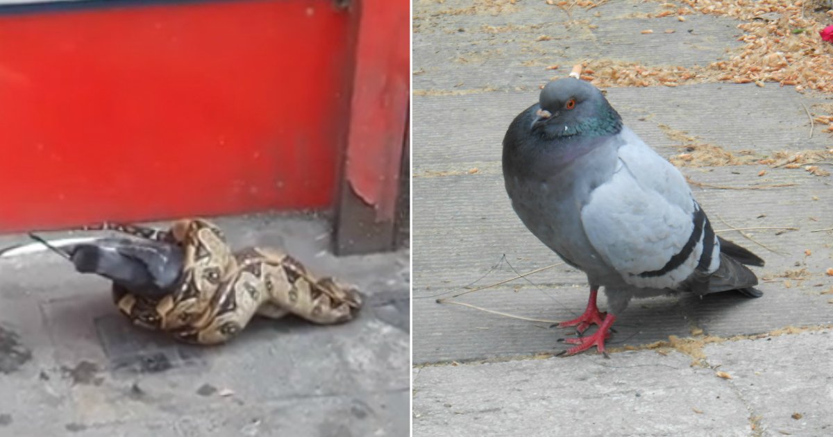 snake eat pigeon.jpg?resize=1200,630 - Un serpent dévore un pigeon entier au milieu de la rue de Londres