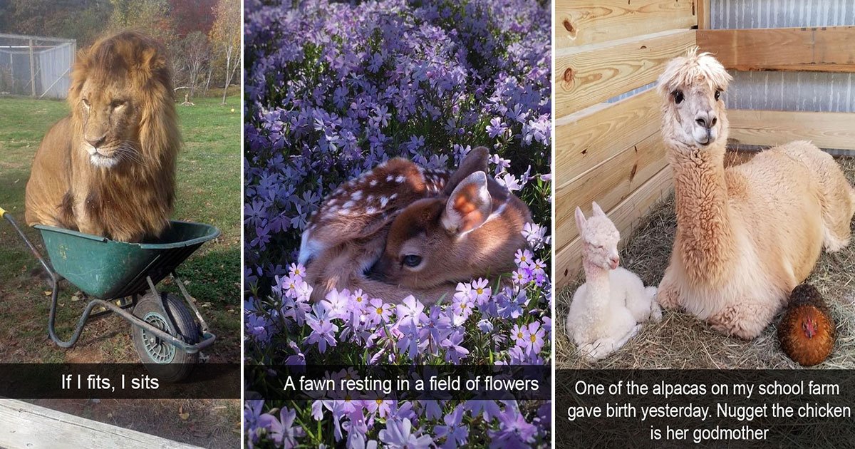 snapchat animals funny photos.jpg?resize=412,232 - 15 Funny Animal Snapchats That Make The Internet Laugh So Hard