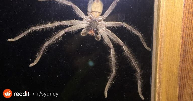 Australia’s Biggest Spider Terrified A Homeowner As It Lurked Out Of ...