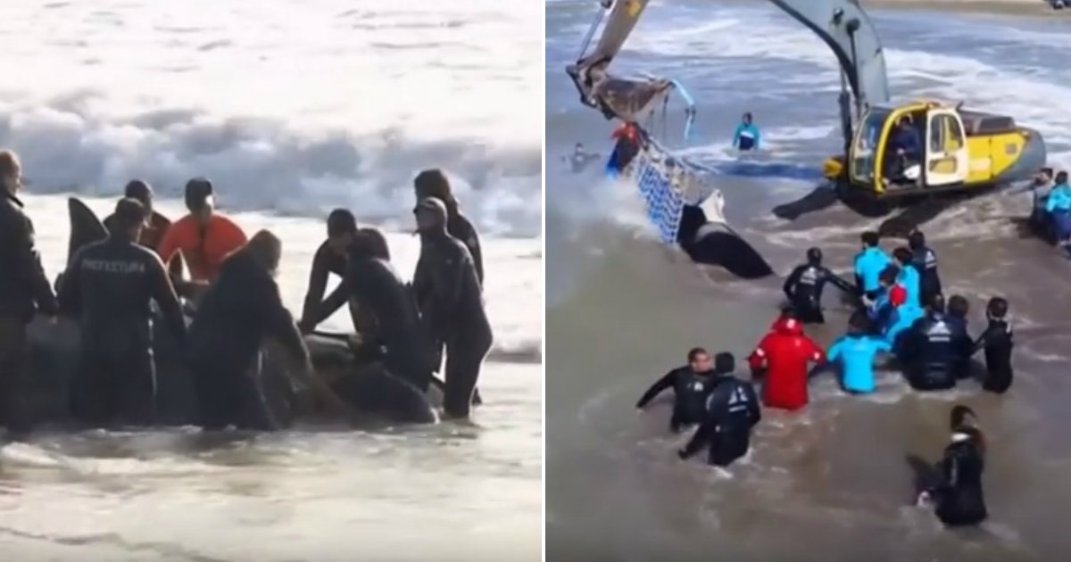 stranded orca.jpg?resize=1200,630 - Moment extraordinaire: un épaulard échoué retourne dans l'océan avec l'aide de bons samaritains