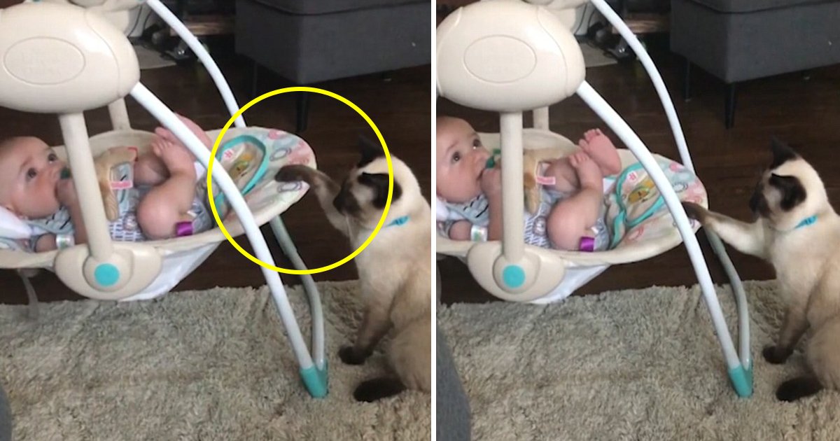 tag.jpg?resize=412,275 - Un chat saisit sa chance de devenir le baby-sitter d'un petit bébé reposant dans son berceau