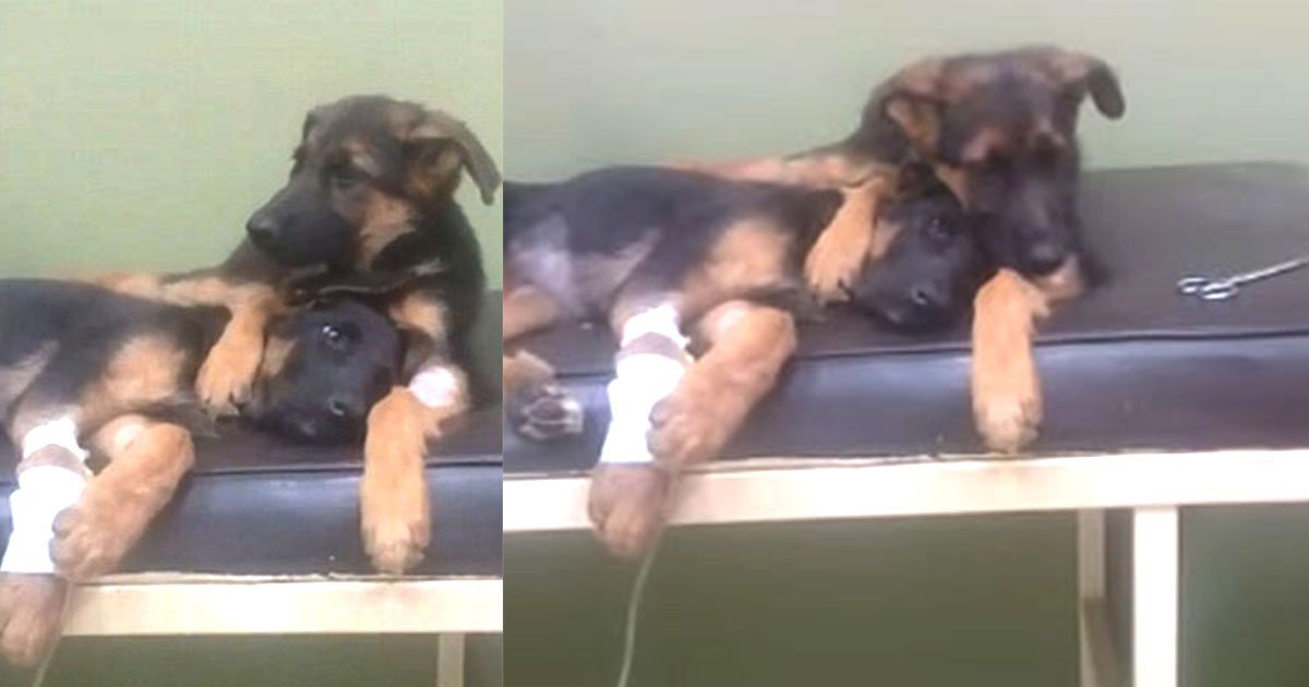 the video of male puppy comforting his little sister at vets is too heartwarming to see.jpg?resize=1200,630 - Male Puppy Was Seen Comforting His Sick Little Sister