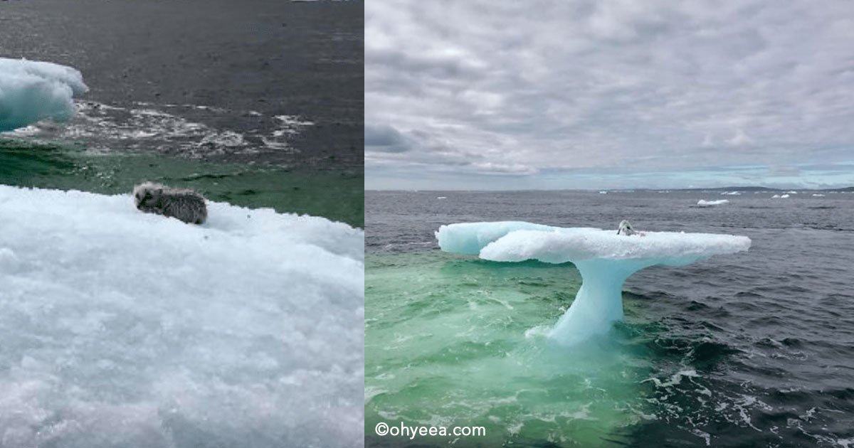 untitled 1 19.jpg?resize=412,232 - Un grupo de pescadores creían ver una foca sobre un iceberg pero al acercarse se dieron cuenta de algo insólito