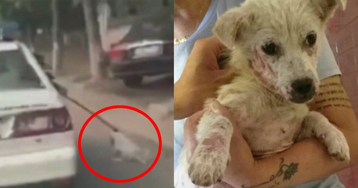 untitled 1 40.jpg?resize=1200,630 - En Chine, la vidéo d'un policier maltraitant un chien errant fait outrage.