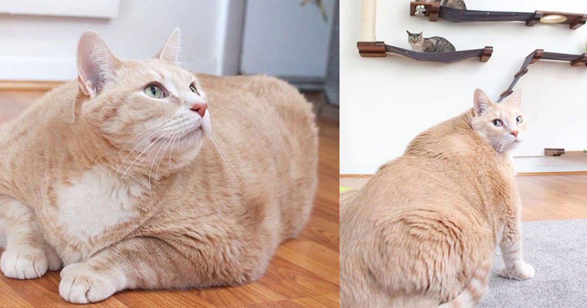 untitled 1 8.jpg?resize=1200,630 - Bronson, un chat de 15 kilos suit un régime strict pour perdre du poids avec l'aide de ses nouveaux propriétaires
