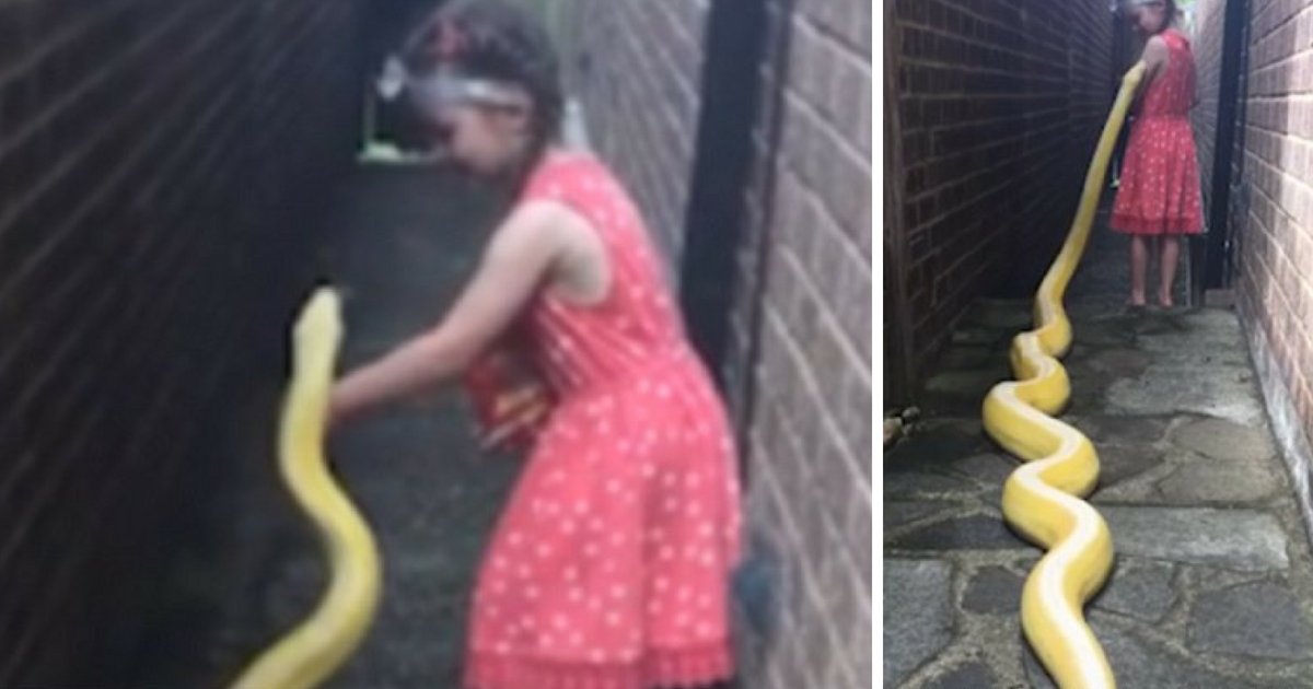 untitled design 1.png?resize=1200,630 - Une fillette de 5 ans joue avec un python géant de 12 pieds! Sécuritaire ou dingue?
