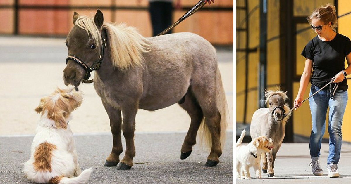 untitled design 15.png?resize=1200,630 - Gulliver, le cheval le plus petit et le plus adorable du monde, ne mesure que 19 pouces de haut