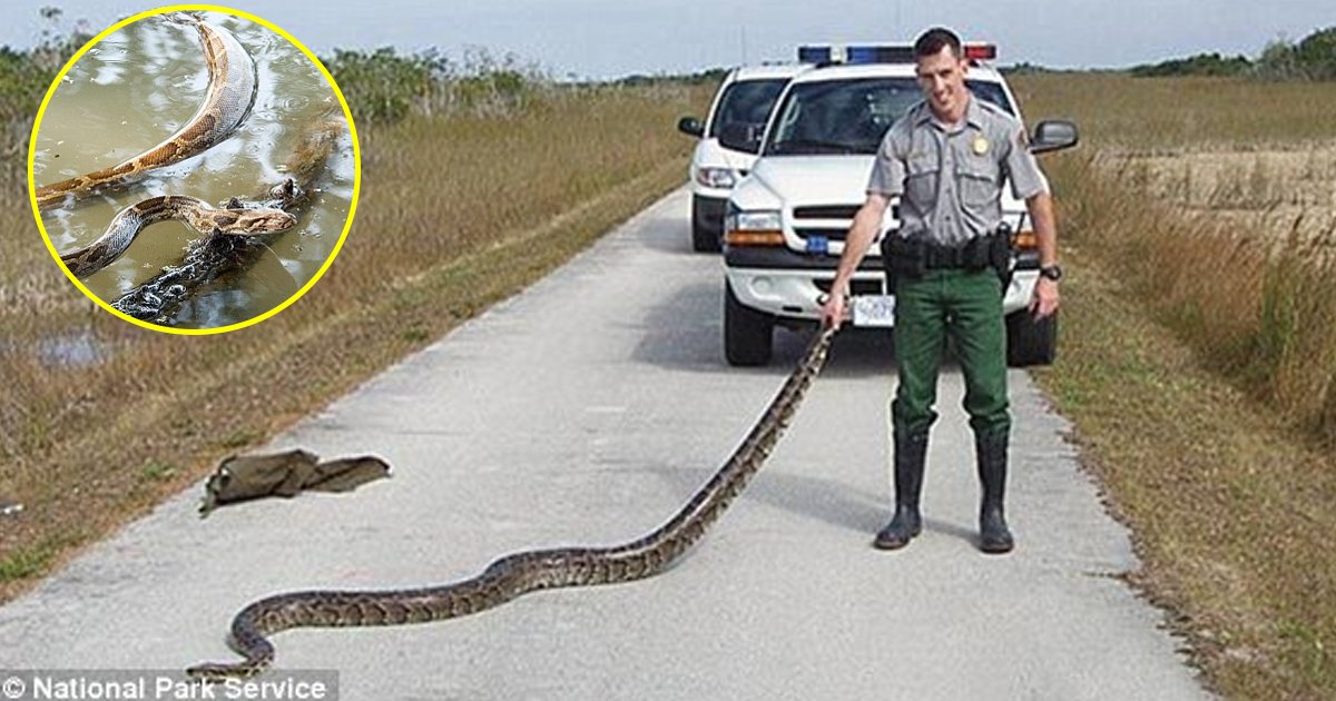 vva.jpg?resize=412,275 - Researchers From Florida Said Crossbreeding Can Give Highly Adaptable Snakes