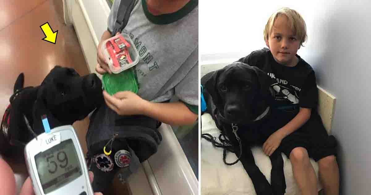 yag.jpg?resize=1200,630 - Un chien a sauvé la vie d'un garçon diabétique de 7 ans lorsque son taux de sucre dans le sang a chuté dangereusement bas