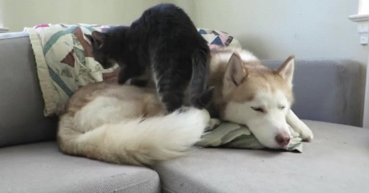 1 116.jpg?resize=412,232 - 16 Cats Who Have Fallen Madly in Love With the Dog