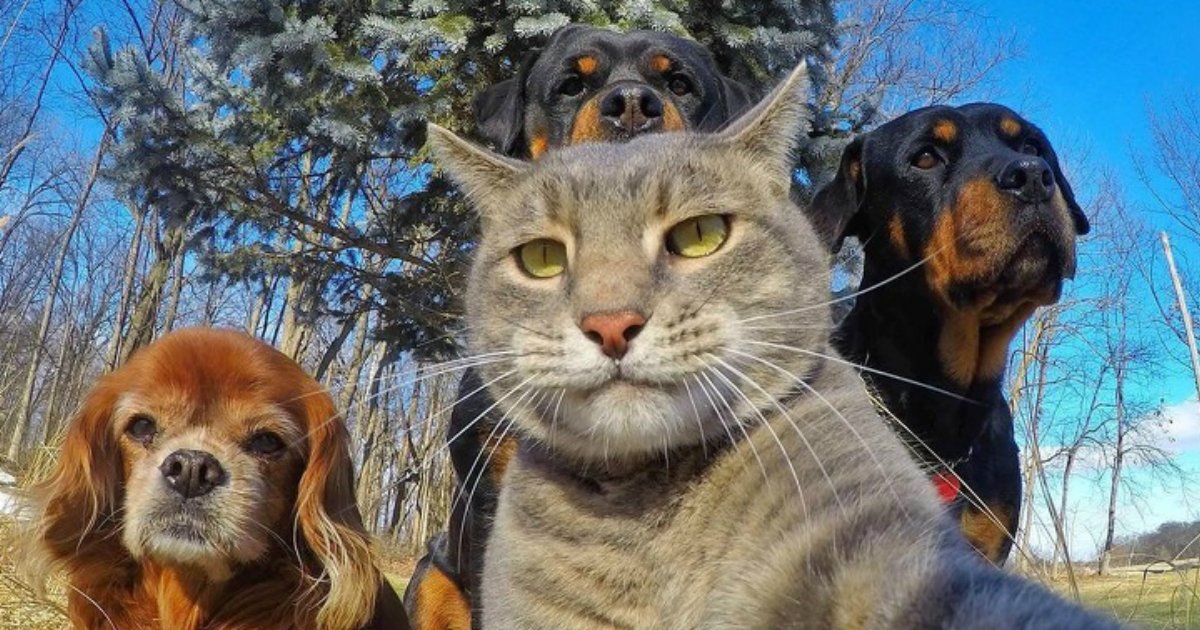 1 21.jpg?resize=636,358 - 20 Animals That Are Better At Selfies Than You Are
