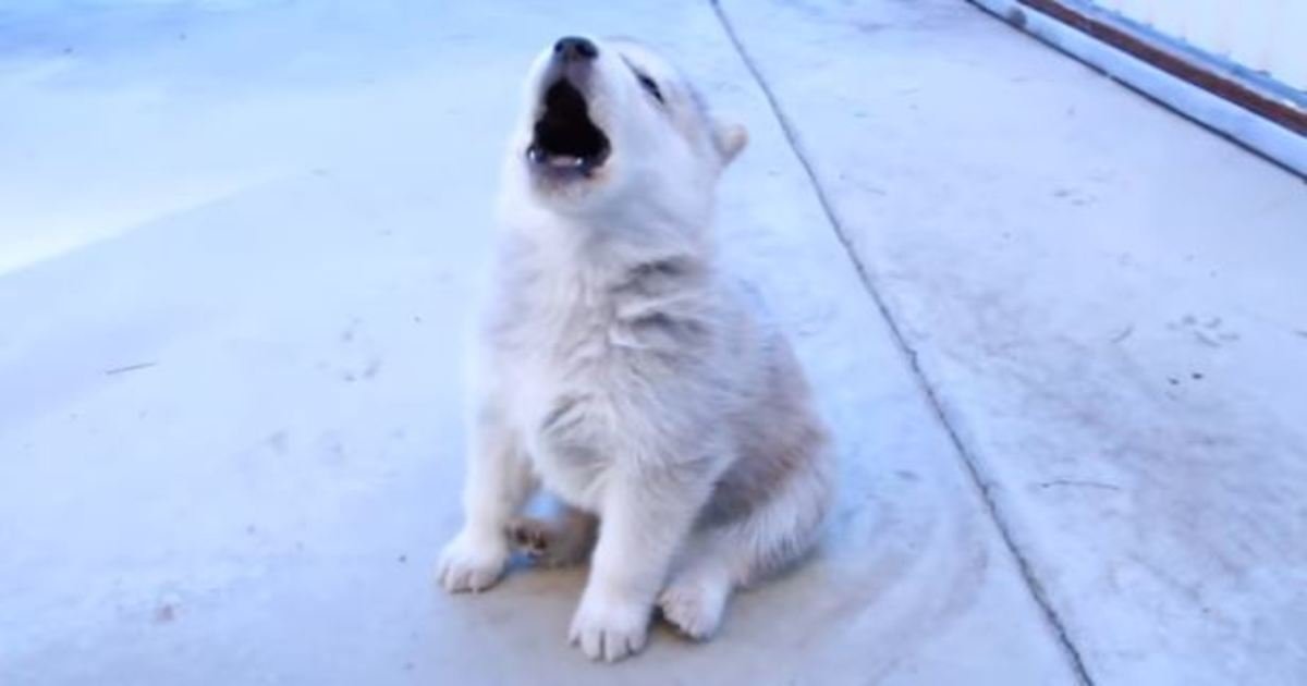 1 231.jpg?resize=1200,630 - Just 22 Adorable Puppies Howling For Their First Time