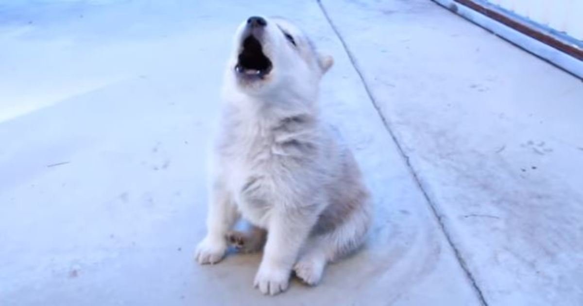 1 231.jpg?resize=412,275 - Just 22 Adorable Puppies Howling For Their First Time