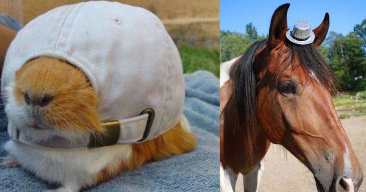 1 265.jpg?resize=412,232 - Just 21 Adorable Animals Wearing Cute Hats