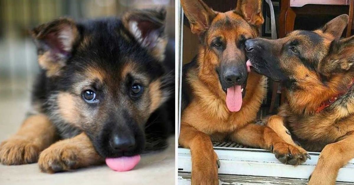 10 76.jpg?resize=412,232 - 15 Reasons To Not Adopt German Shepherd