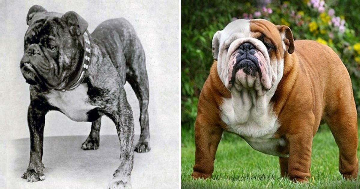 11 12.jpg?resize=412,275 - How Dog Breeds Have Changed Over the Last 100 Years