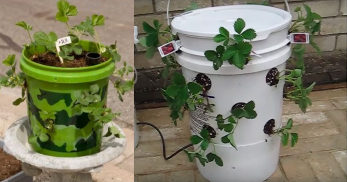 12 68.jpg?resize=412,232 - Don’t Give Or Throw Them Away – Here Are 20 Great Ideas For Repurposing Five Gallon Buckets