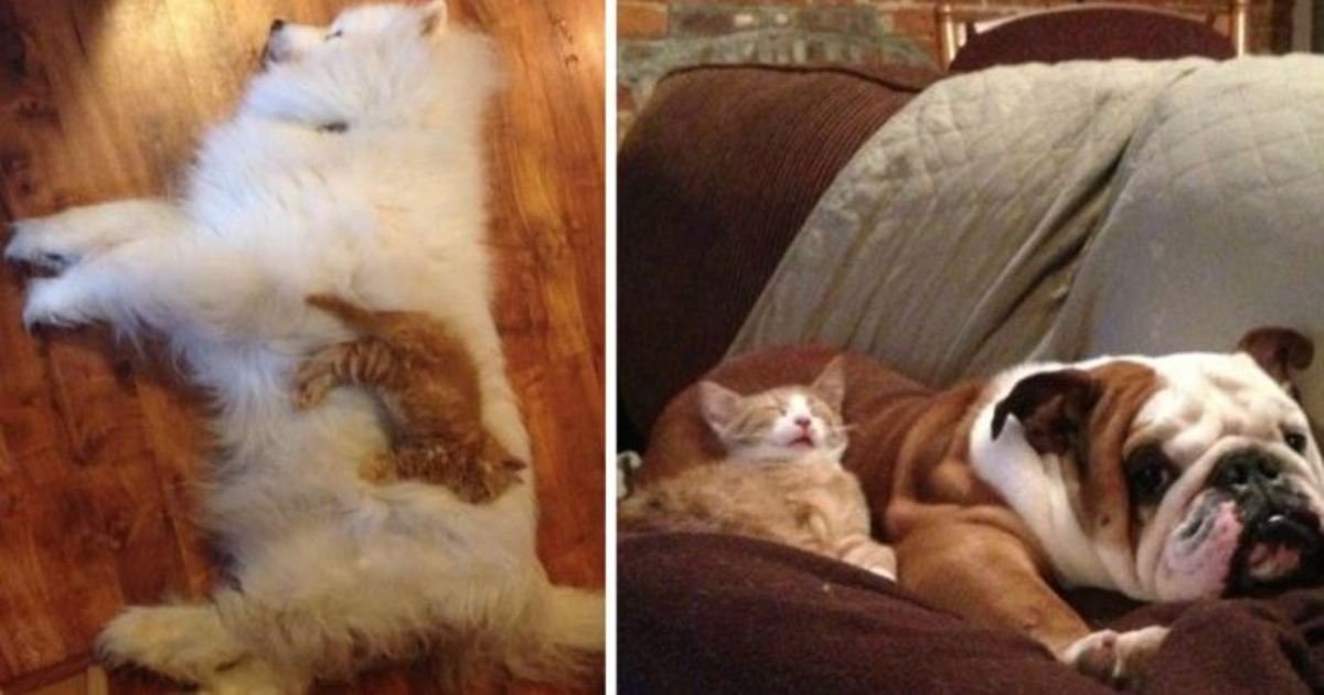 12 87.jpg?resize=412,232 - 20 Funny Photos Of Cats Sleeping On Their Dog Friends