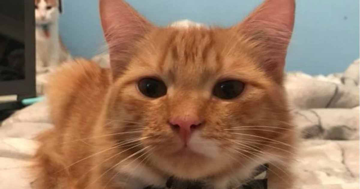 21 Reasons Why Orange Tabby Cats Are 