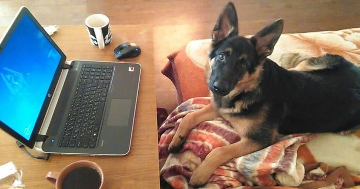 13 49.jpg?resize=412,232 - 20+ Hilarious Reasons Why You May Want to Rethink Getting a German Shepherd