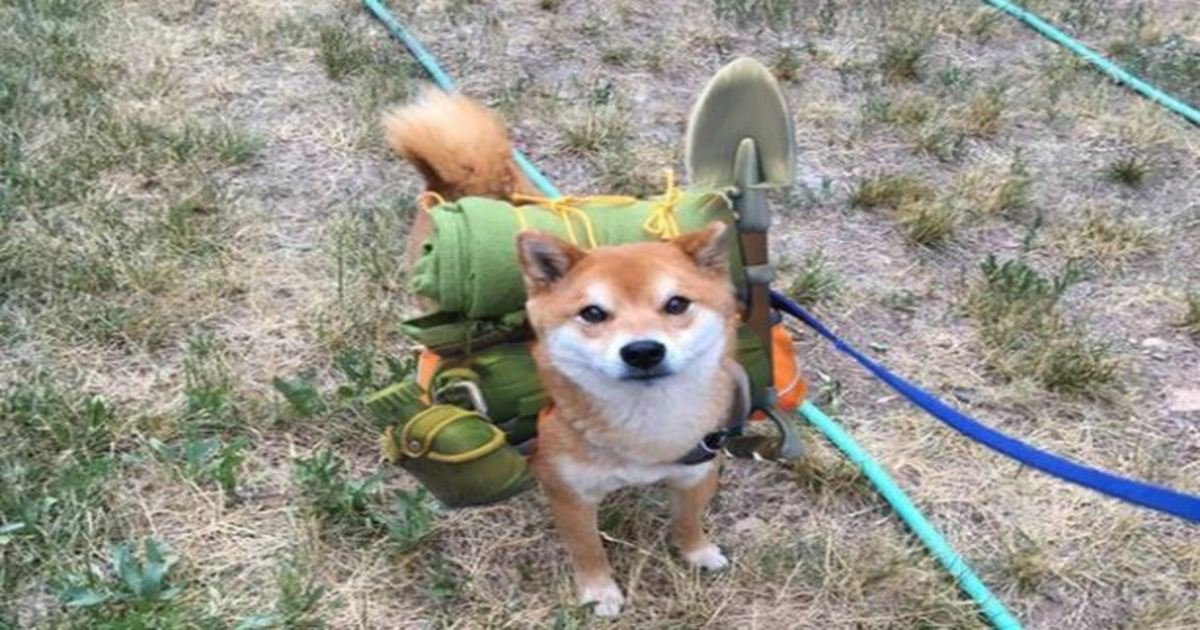 backpack with puppies