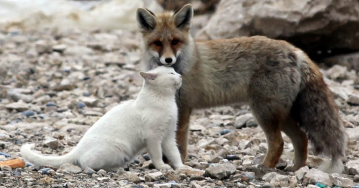 14 47.jpg?resize=1200,630 - The 15 Most Unlikely Friendships Caught On Camera