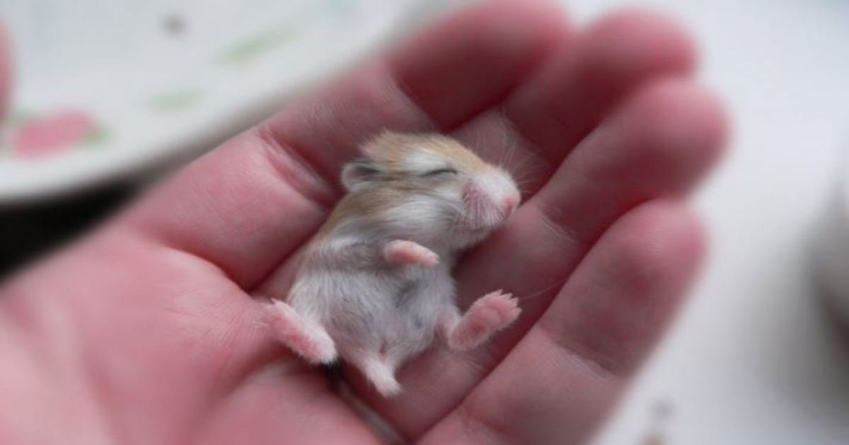 14 52.jpg?resize=1200,630 - 15 Baby Animals That Will Melt Even the Coldest Heart
