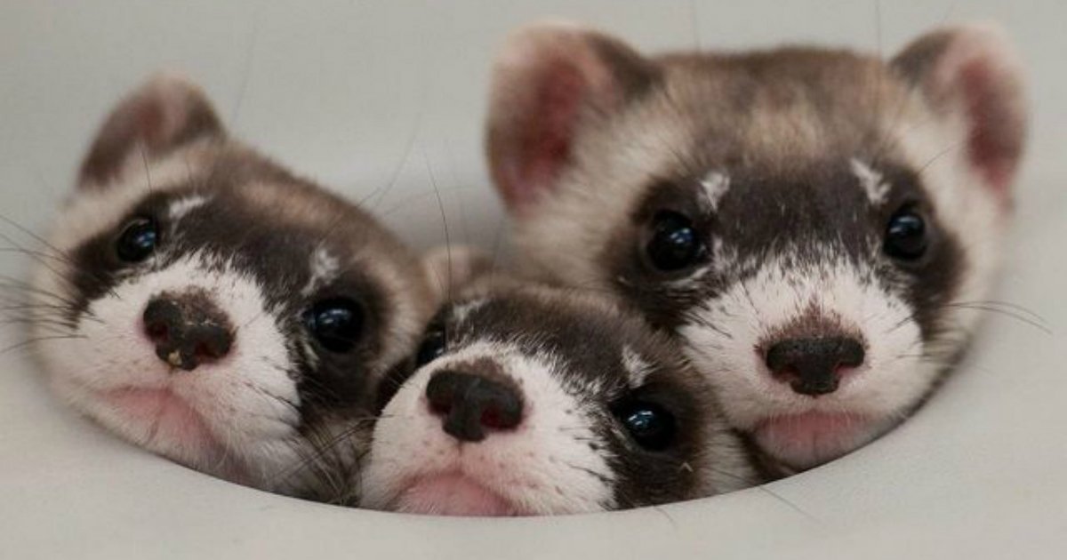 14 87.jpg?resize=412,232 - 25 Ferrets Who Will Make You Wish You Had a Ferret