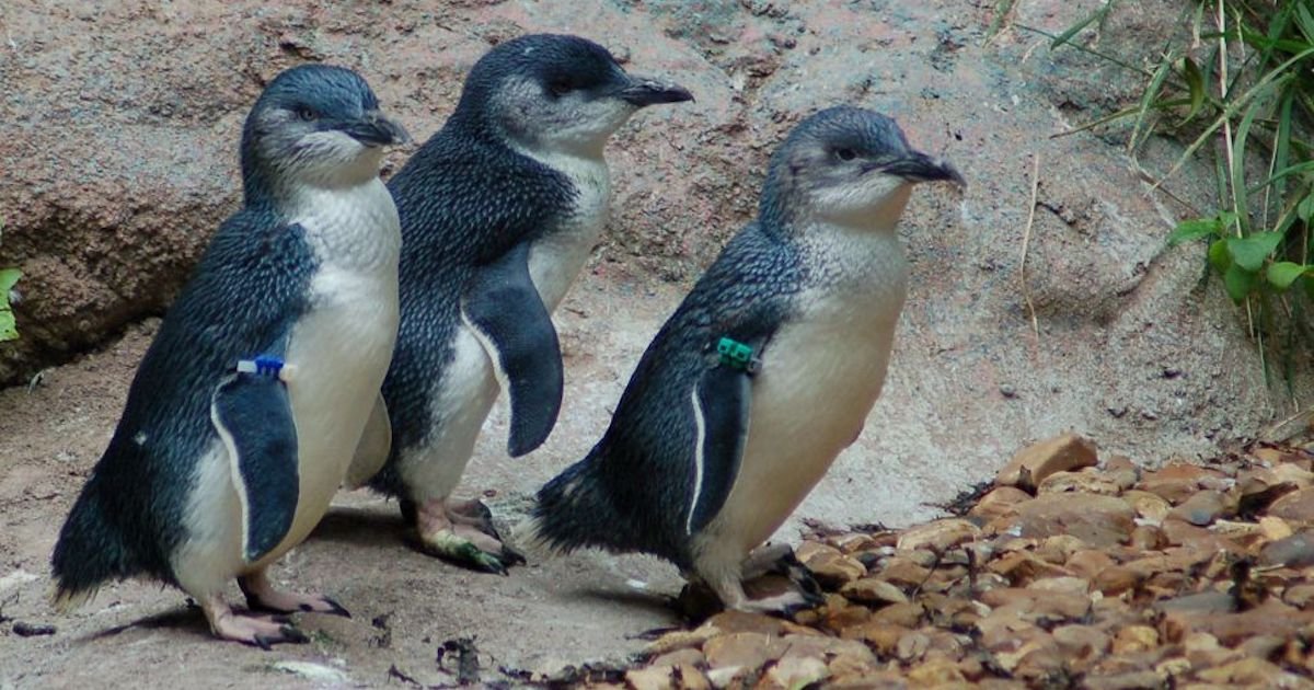 14.jpeg?resize=1200,630 - 20 Things You Never Knew About Penguins