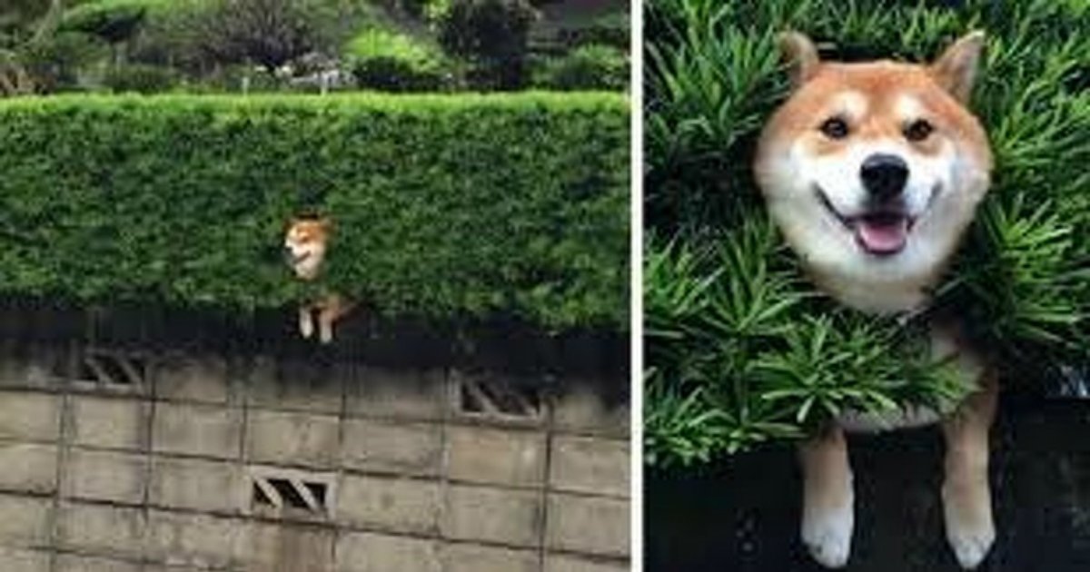 15 41.jpg?resize=636,358 - 16 Reasons Why Shiba Inu Dogs Might Conquer the World