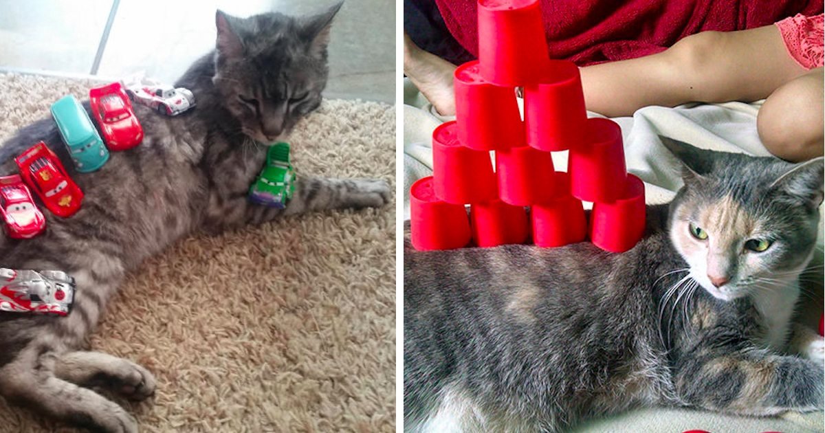 15 57.jpg?resize=412,275 - 15+ Cat Stacking Examples That Prove Cats Are Super Chill