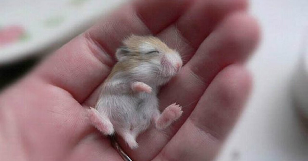 15 81.jpg?resize=412,232 - 28 Tiny, Tiny Baby Animals That Will Melt You