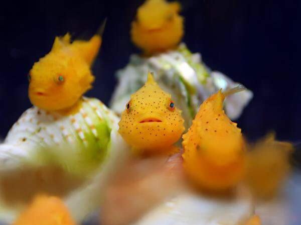 15359601151292.jpg?resize=1200,630 - 不會游泳的魚！日本憨臉「氣球魚」萌翻全世界，網友笑：是波妞嗎？