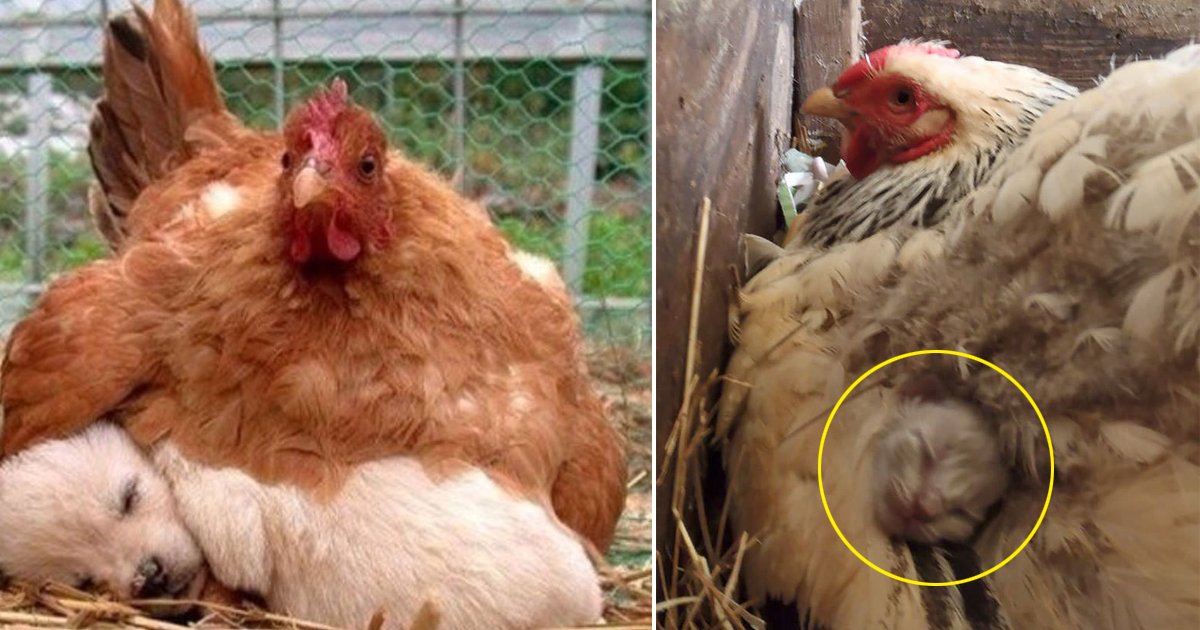 2 186.jpg?resize=636,358 - 15 Funny Mother Hens That Did Everything to Warm Their Strange Babies