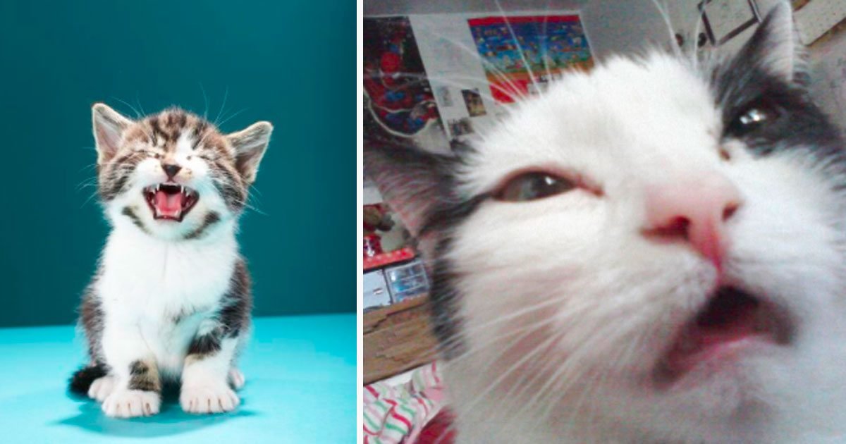 2 205.jpg?resize=412,232 - 10+ Hilarious Faces Thats Cats Made Right Before They Were About To Sneeze