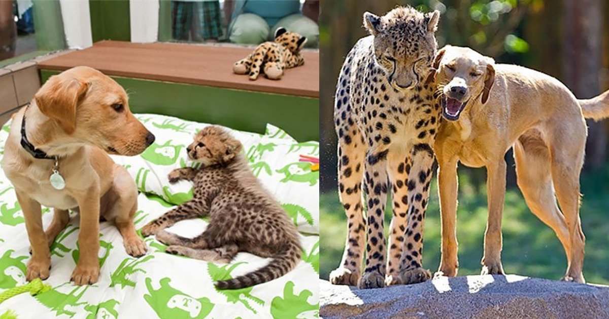 2 238.jpg?resize=412,232 - 14 Adorable Before And After Photos Of Animals Growing Up Together