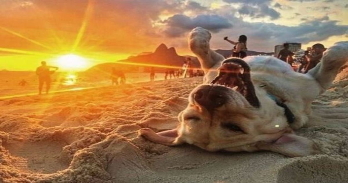 2 47.jpg?resize=412,232 - 18 Photos That Prove Dogs Are The Purest Thing Ever