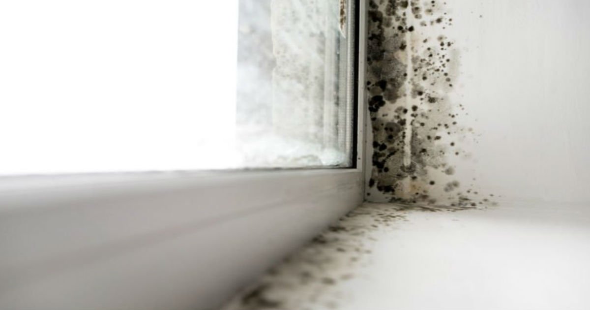 2 8.jpg?resize=412,275 - 12 Hidden Signs Your House Could Have Toxic Mold