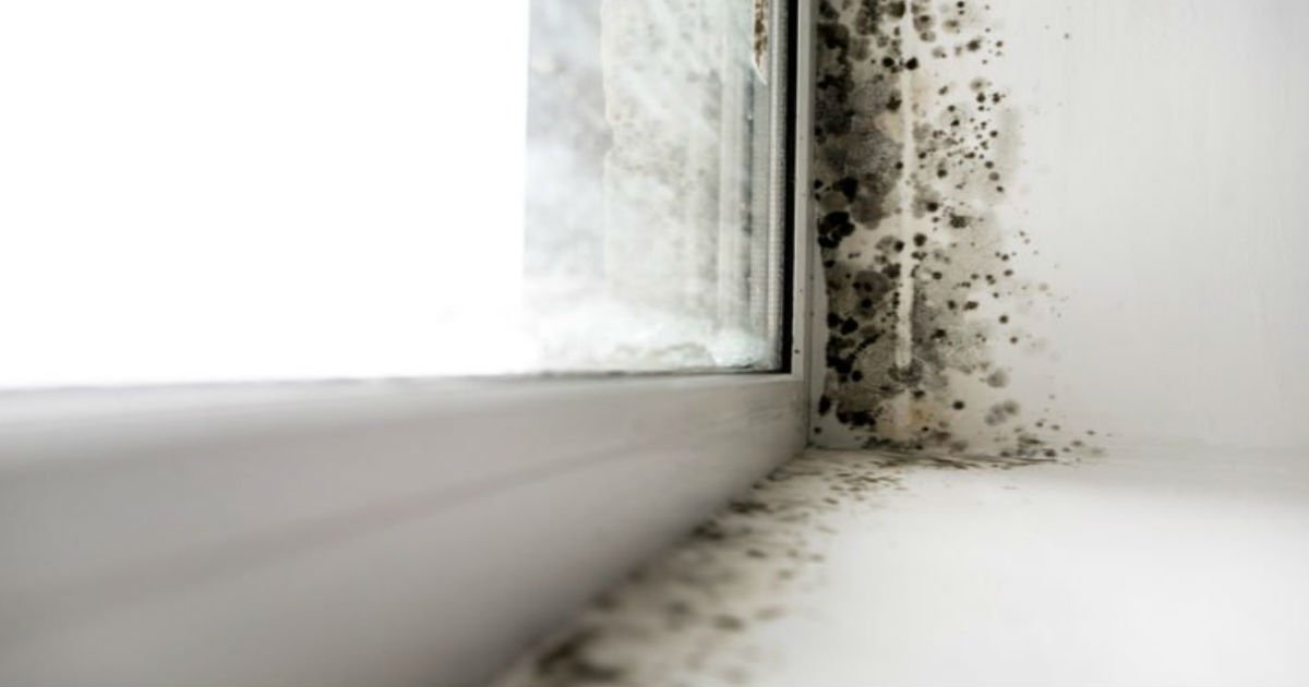 2 8.jpg?resize=412,232 - 12 Hidden Signs Your House Could Have Toxic Mold
