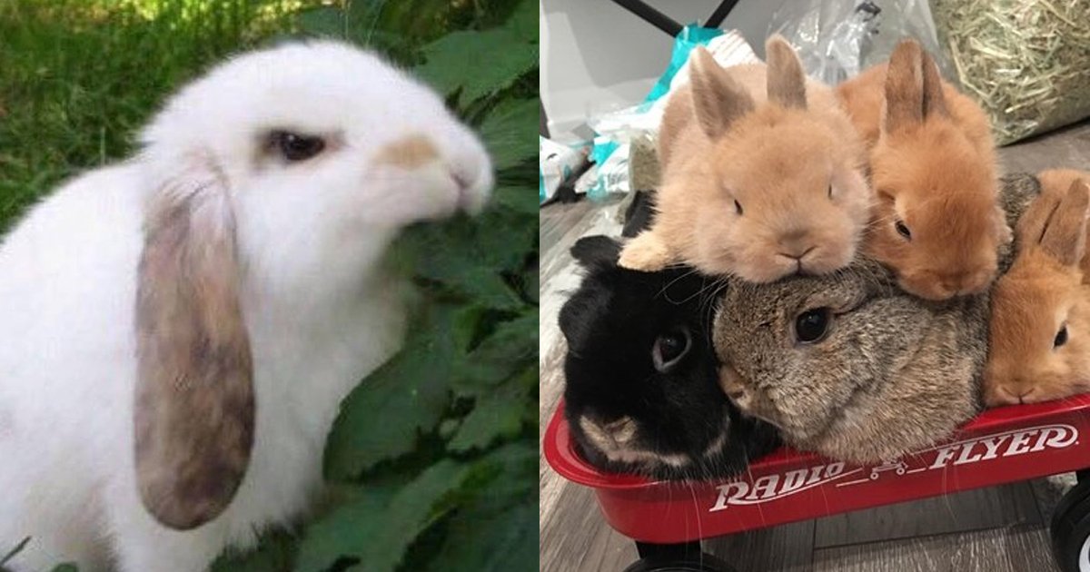 2 91.jpg?resize=412,232 - 19 Bunny Memes and Photos That Will Warm Your Heart