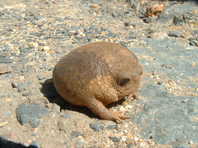 Rana Breviceps