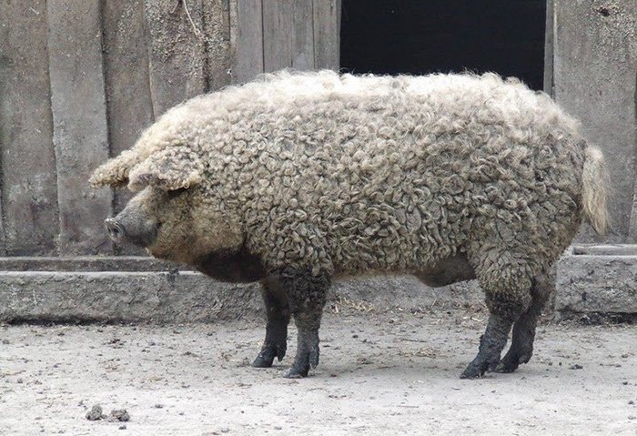 Cerdo Mangalica o peludo