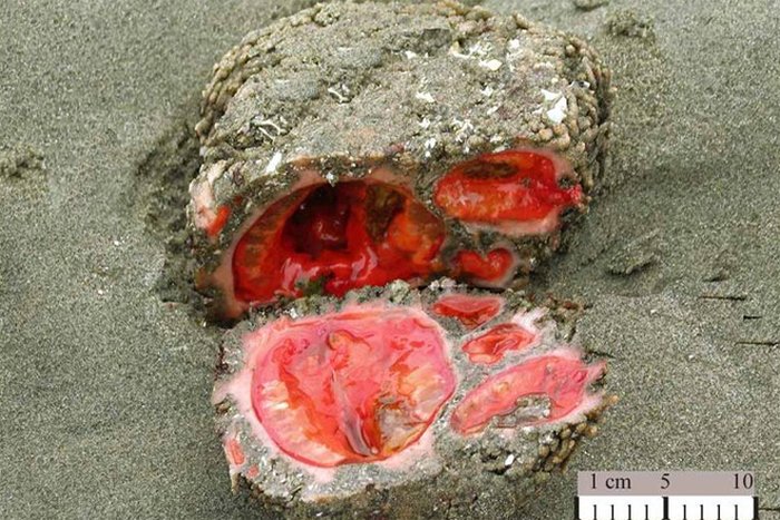 pyura chilensis